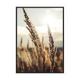 Pampas IV taulu 50 x 70 cm